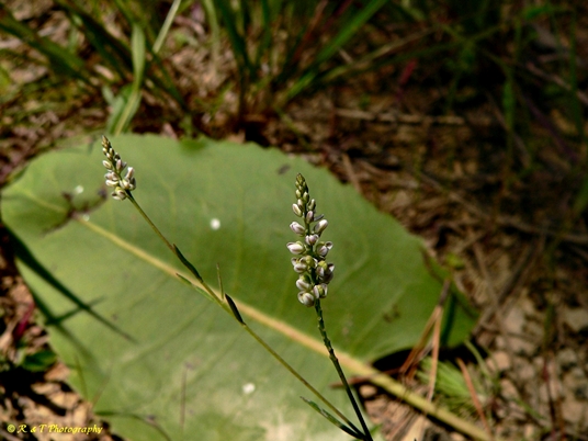 {Polygala verticillata}